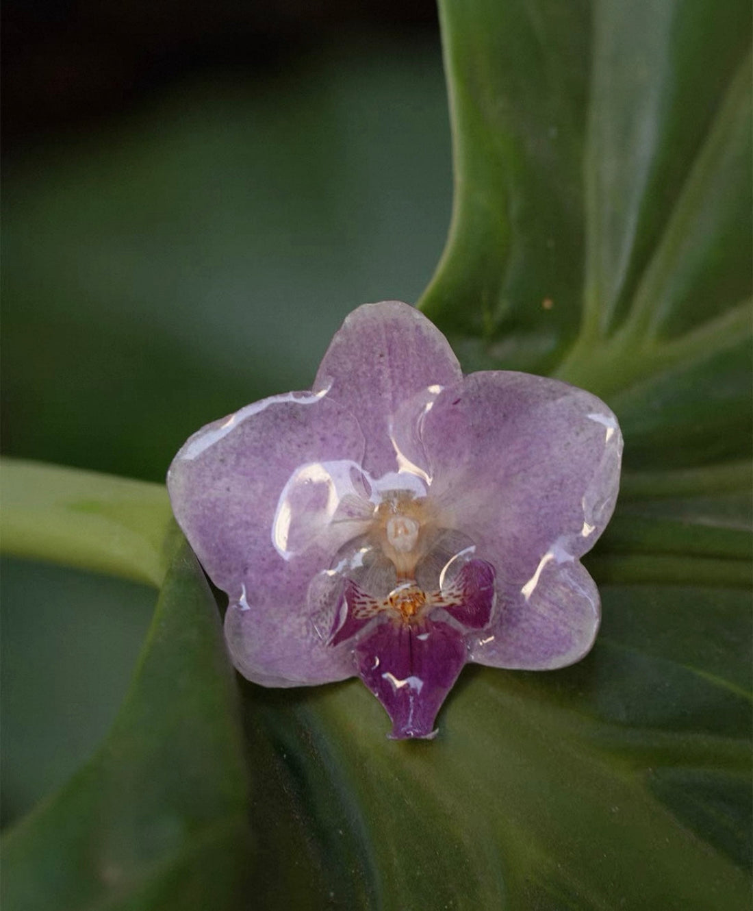 Preserved soft purple orchid statement ring in resin by Terra Decode