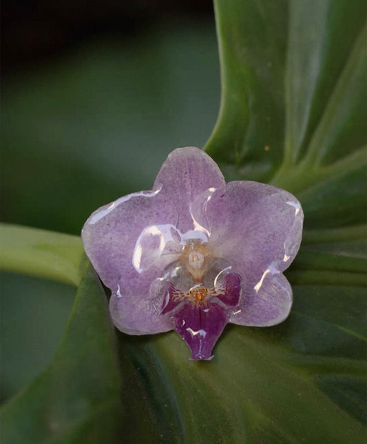 Preserved soft purple orchid statement ring in resin by Terra Decode