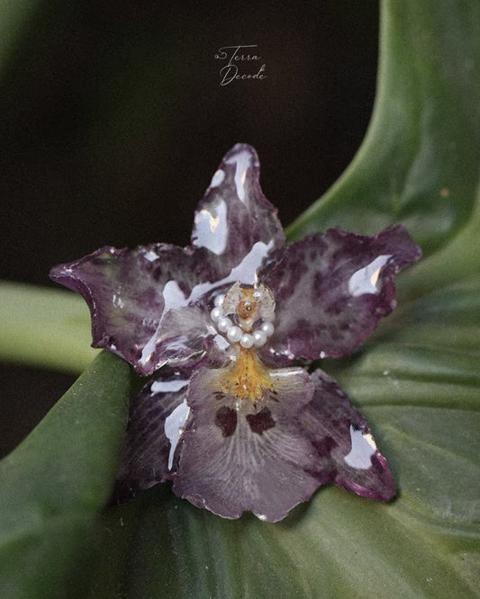 A close-up photograph of a single orchid flower with mottled dark purple, white, and yellow petals, positioned against a large green leaf. The brand name 'Flora D'Orsay' is visible as a watermark in the upper center.