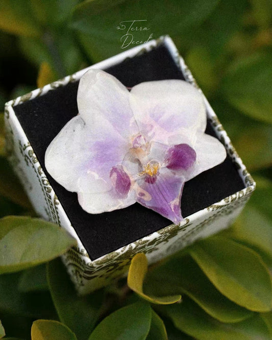 A white and purple orchid flower preserved in clear resin, displayed inside a square white jewelry box with a black velvet lining, set against a background of green leaves. A watermark for 'Terra Decor' is visible at the top.