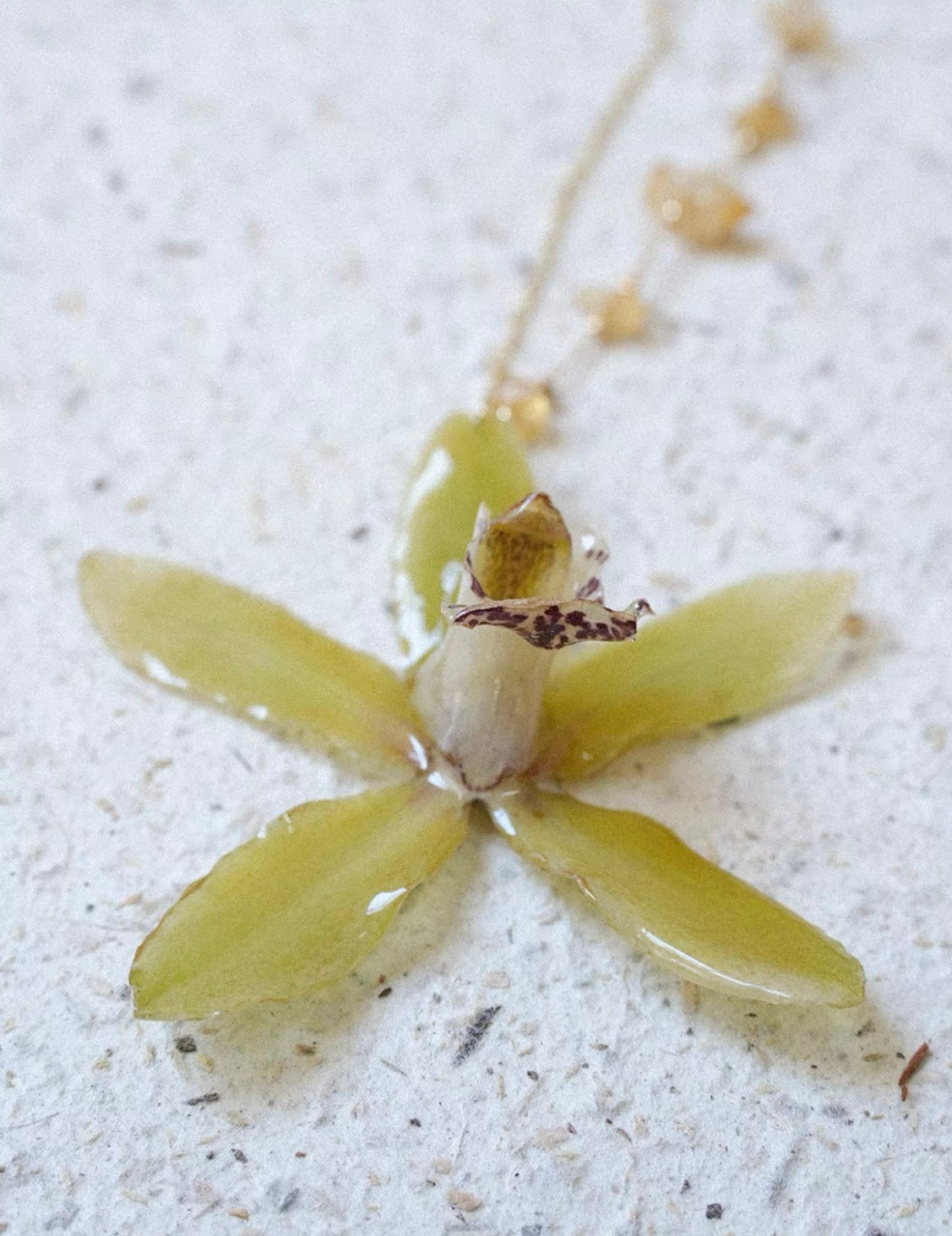 Olive green orchid pendant necklace with preserved botanical flower detail by Terra Decode