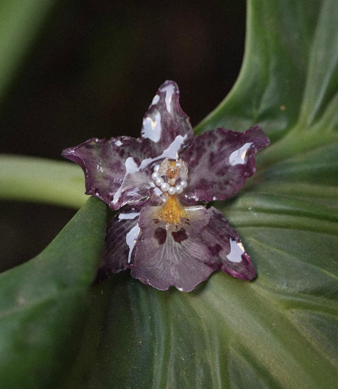A close-up of a dark purple and white spotted orchid flower resting on a large green leaf.