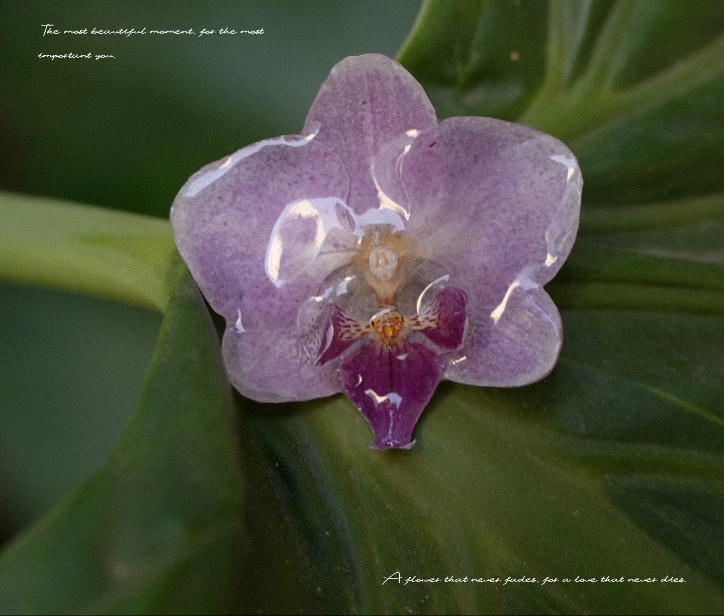 Soft purple orchid statement ring with resin petals shown close-up on a green leaf by Terra Decode