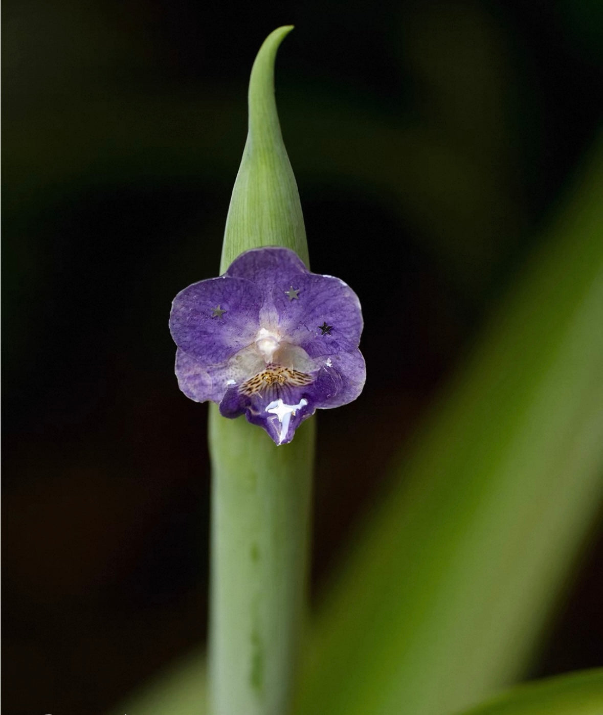 Deep purple orchid statement ring with resin petals photographed on a green leaf by Terra Decode