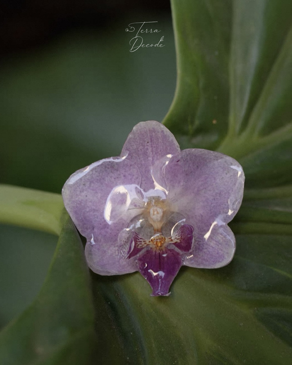 Soft purple orchid statement ring with resin petals shown close-up on a green leaf by Terra Decode